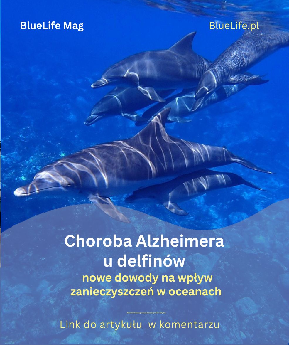Choroba Alzheimera u delfinów