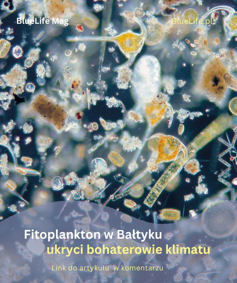 Fitoplankton w Bałtyku – ukryci bohaterowie klimatu